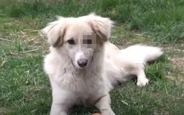 Extra image from article