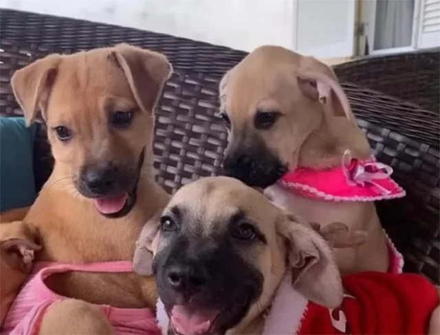 From Neglect to Joy: A Heartwarming Rescue and Transformation of a Dog Family