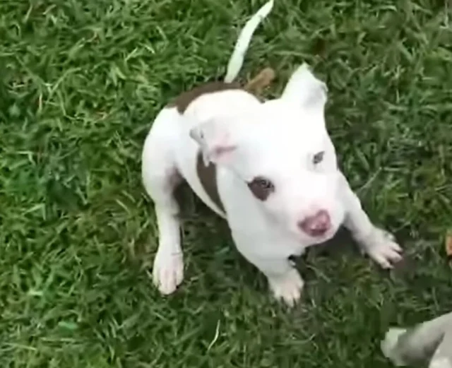 Extra image from article