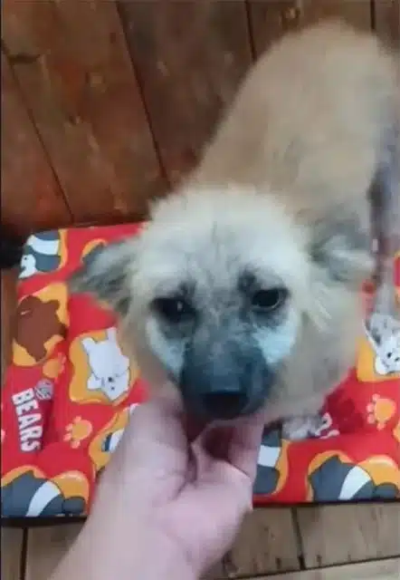 Extra image from article