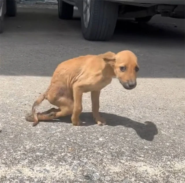 The poor animal suffered tremendously fr...