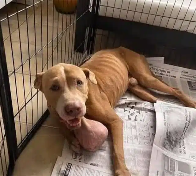 Extra image from article