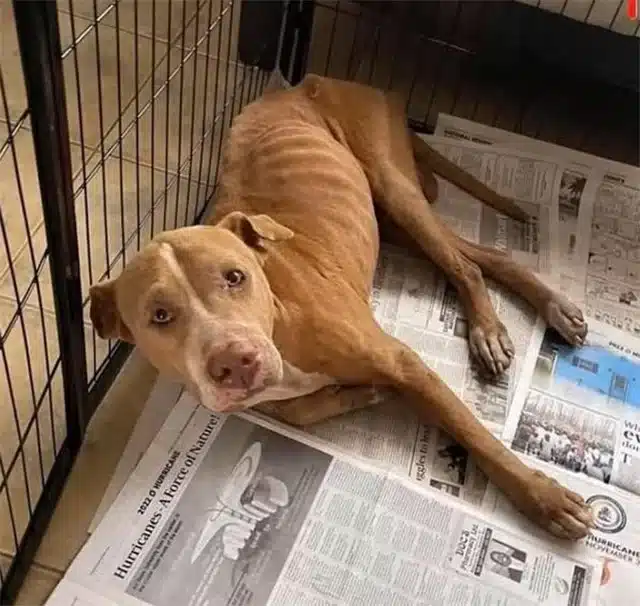 Extra image from article