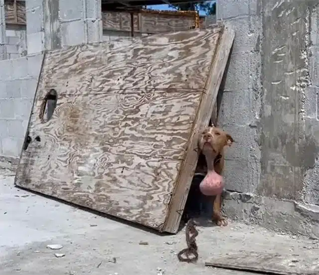 The rescuers approached the situation wi...