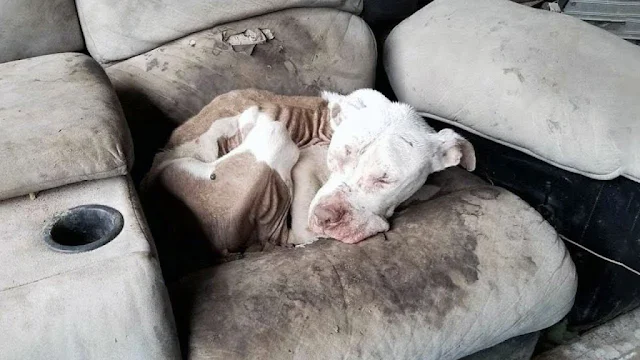 The search took an interesting turn when...