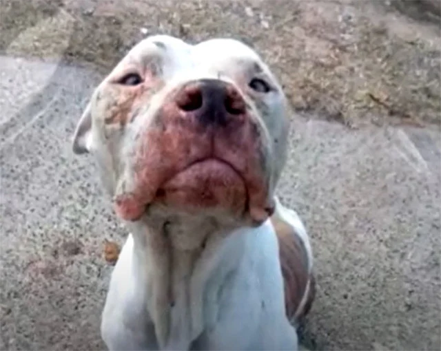 After weeks of dedicated treatment, Anik...