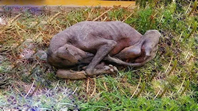 Initially, Luni received vital medical t...