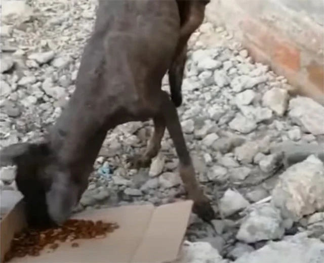 As Luni's physical wounds healed, his sp...