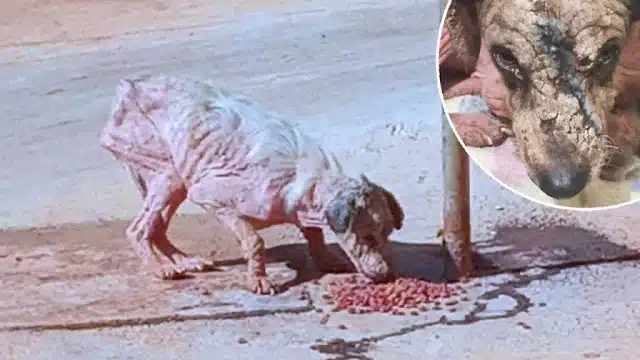 We immediately rushed her to the vet, wh...