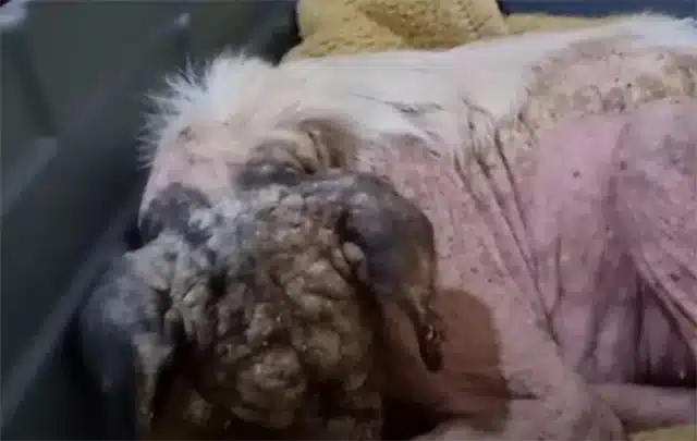 As she started to heal, a transformation...