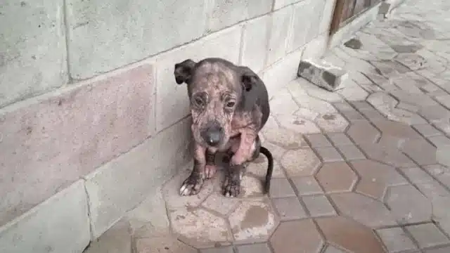 For three relentless days, they followed...