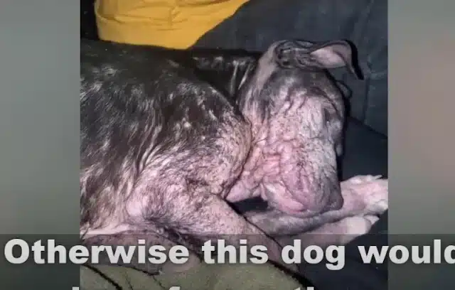 They named her Willow, representing her ...