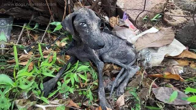 A compassionate dog rescuer discovered C...