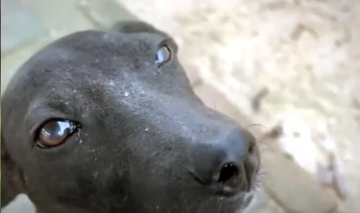 Extra image from article