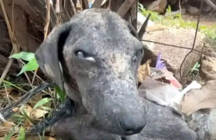 At the clinic, Chula underwent a thoroug...