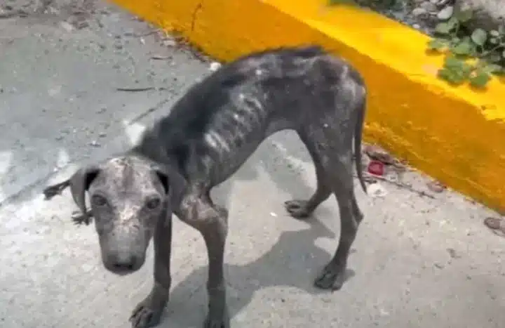 Within a few weeks, Chula blossomed into...