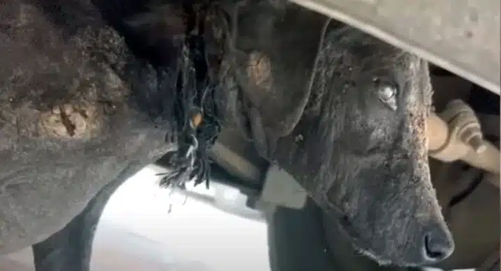 Chula’s journey from abandonment to a li...