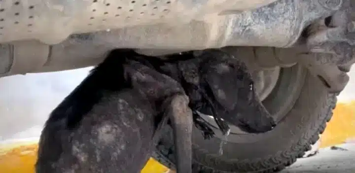 Extra image from article