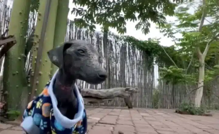 Extra image from article