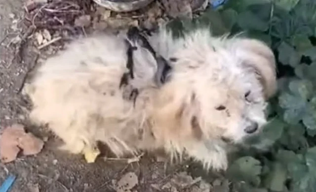 At the veterinary hospital, Beibei recei...