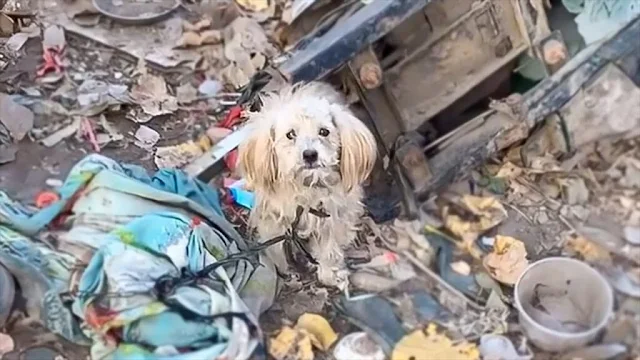When rescuers discovered Beibei, she wei...