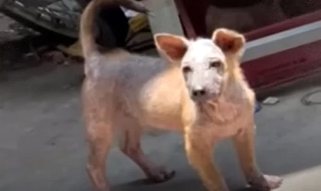 When rescuers arrived, they were heartbr...
