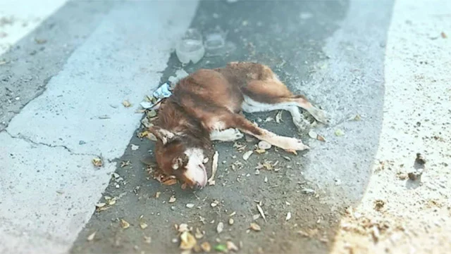 Yet destiny intervened. When he was disc...