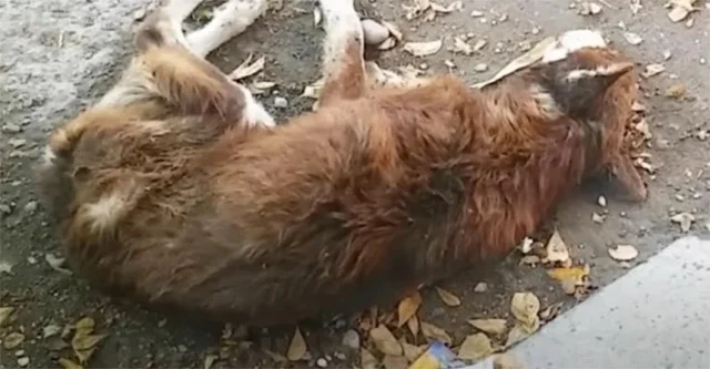 Within him lingered a stubborn hope, a w...