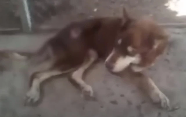 Gradually, he showed signs of recovery—a...