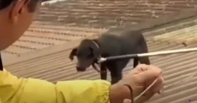 Heroic Animal Rescues Unite Community Amidst Devastating Rio Grande do Sul Floods