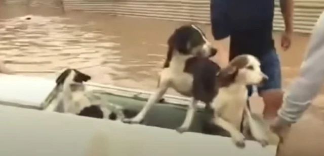 Heroic Animal Rescues Unite Community Amidst Devastating Rio Grande do Sul Floods