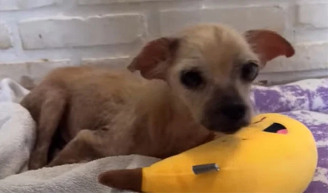 Extra image from article