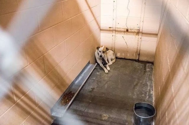 At this point, Courtney decided sedation...