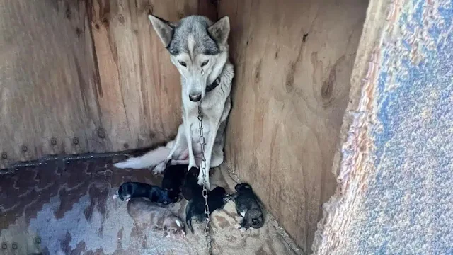 A key player in this rescue was Stephani...