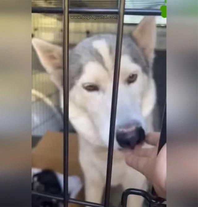 At the shelter, Luna and her puppies rec...