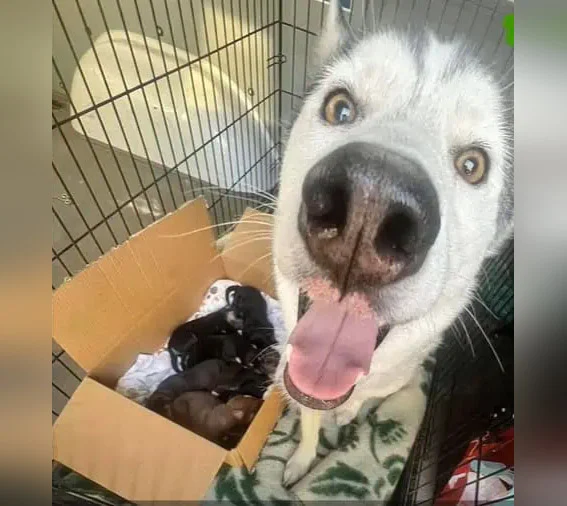 Meanwhile, Luna began her own healing jo...