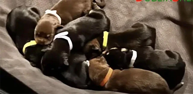 Today, Luna and her puppies are flourish...