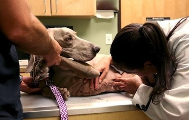 Tickled Pink Weimaraner Rescue continues...