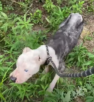 Miraculously, Halo began to improve, wit...