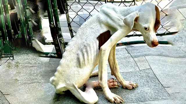 As the days went by, Lolo began to show ...