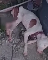 Two months after her rescue, Lolo was th...