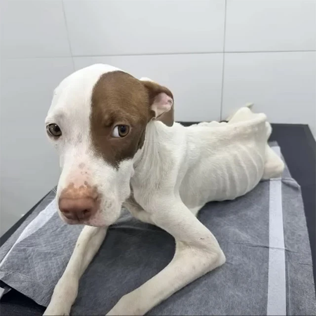 Extra image from article