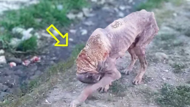 One evening, Kiwan faced a distressing s...