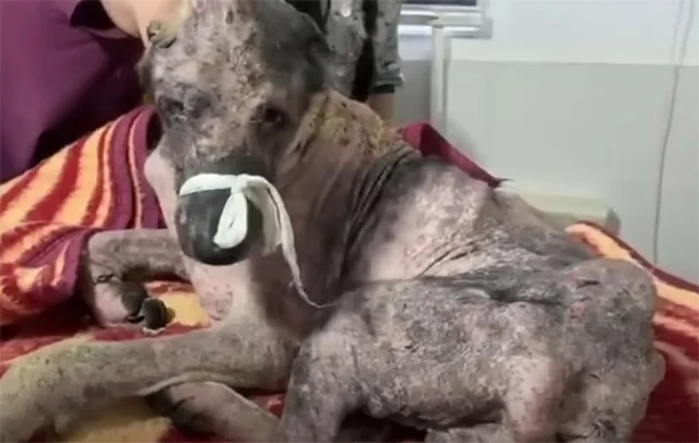 Extra image from article