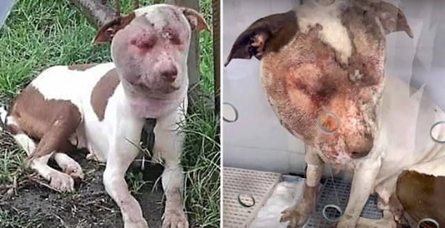 Over time, Jade's condition improved dra...
