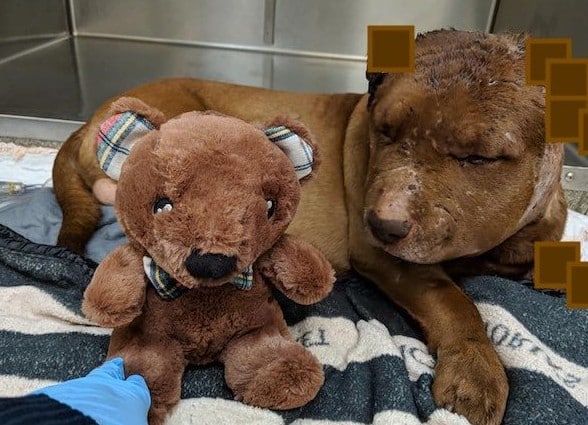 Although Legend bears the scars of his o...