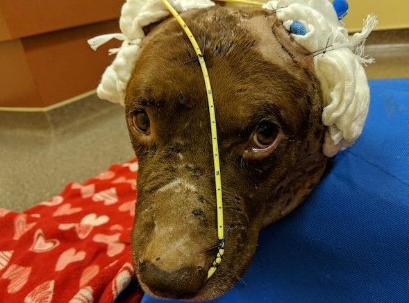 In the meantime, Fran and Rescue Dogs Ro...