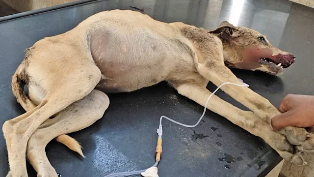 Rushed to Animal Aid, he was immediately...