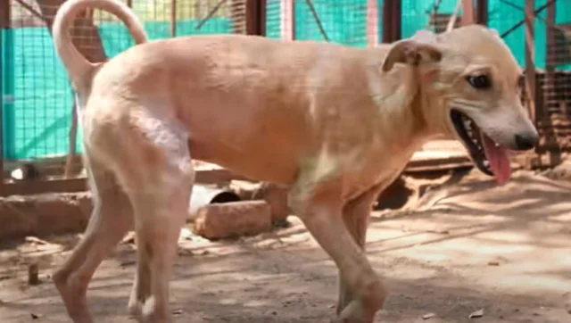 Extra image from article