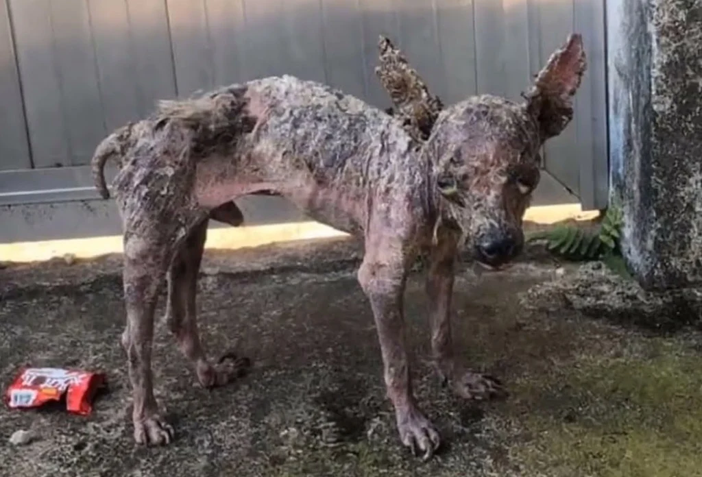 The puppy had been discovered lying aban...